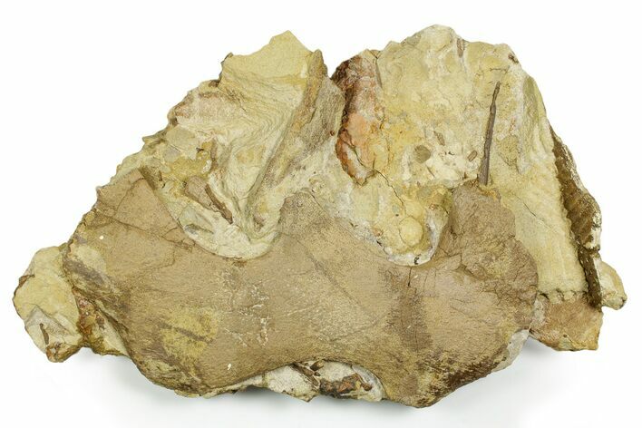 Hadrosaur Jugal, Jaw, and Ossified Tendons in Sandstone - Wyoming #371505
